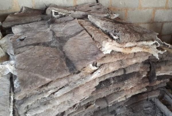 Donkey skin