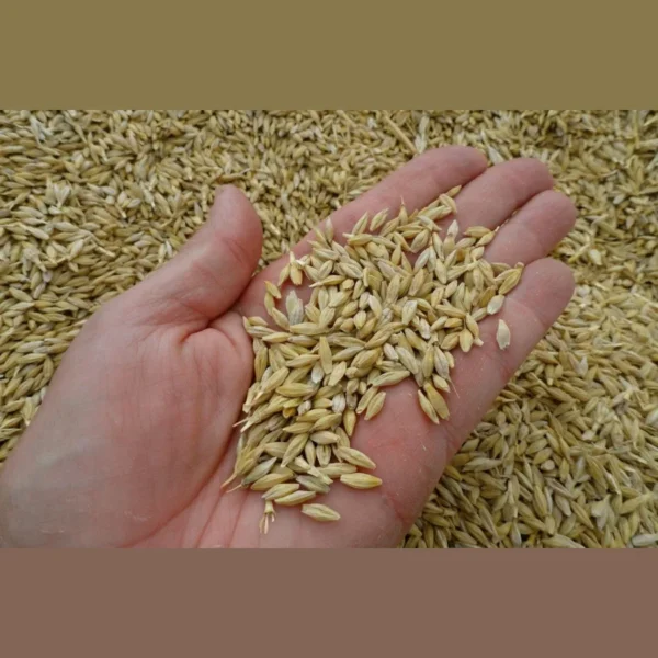 feed barley - Image 2