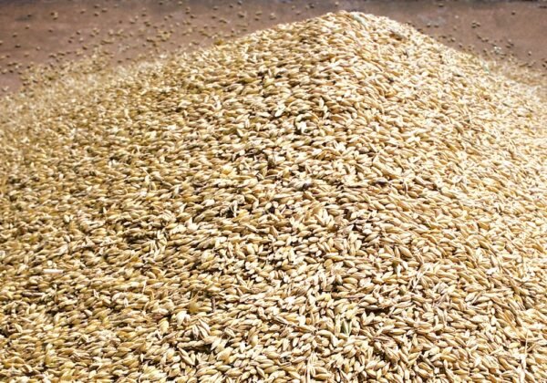 feed barley - Image 3